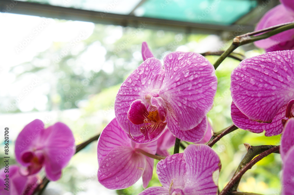 Obraz premium Orchids