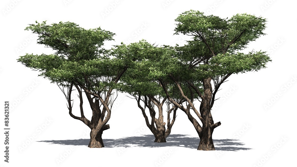 Obraz premium Acacia tree cluster - isolated on white background