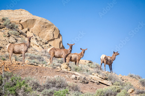 Four deers, elks on the mountains