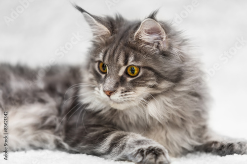 Fototapeta Naklejka Na Ścianę i Meble -  Big maine coon cat posing on white background fur