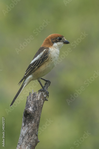 woodchat © fsanchex