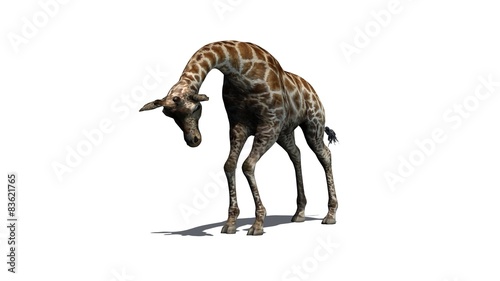 giraffe - isolated on white background