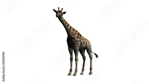 giraffe - isolated on white background © sabida