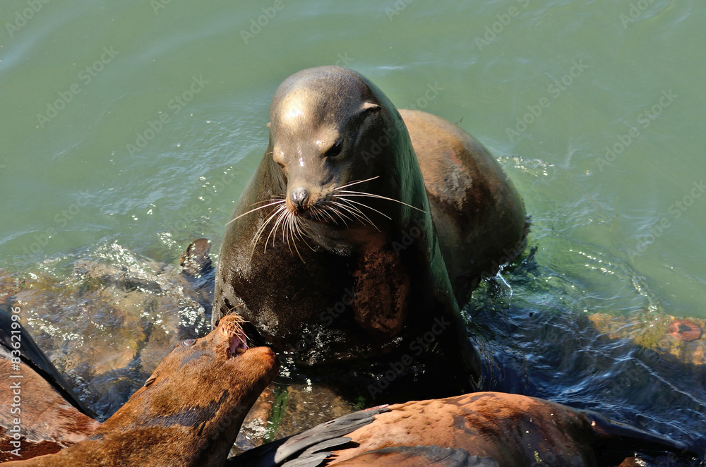 Obraz premium Sea Lion