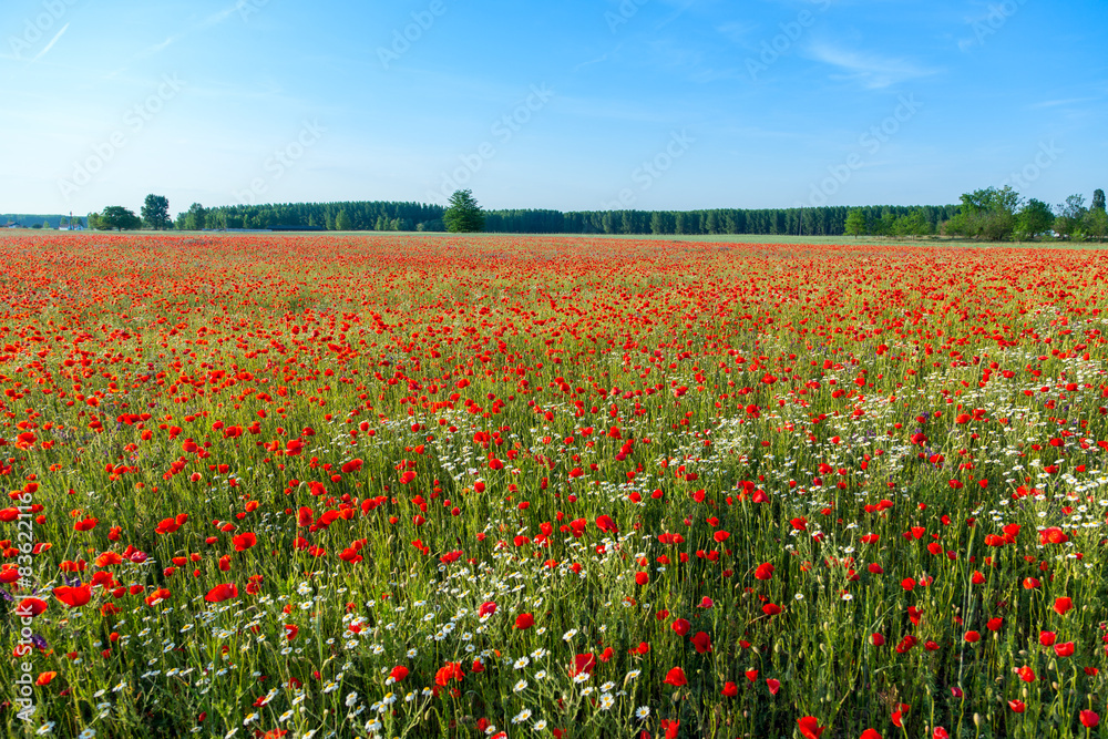 Poppies field meadow in summer
