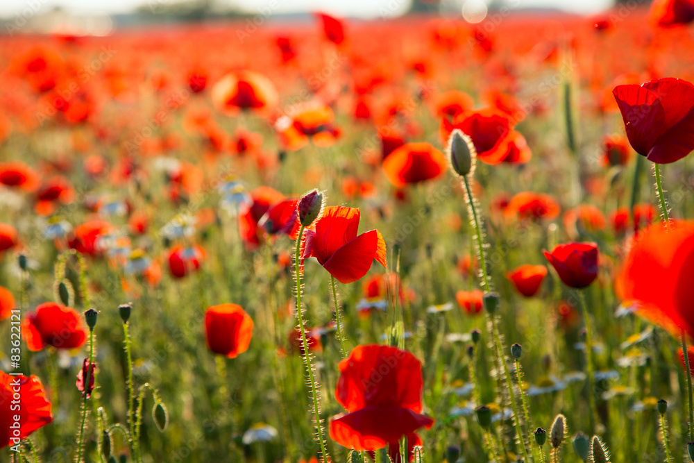 Fototapeta premium Poppies field meadow in summer