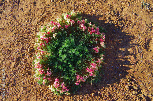 wreath flowers in Western Australia