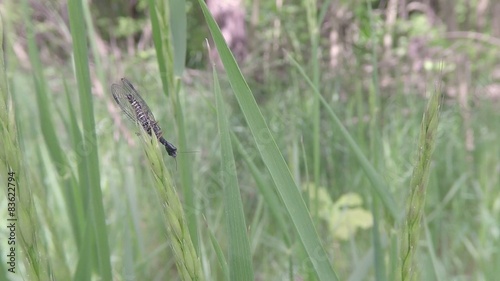 Snakefly in the gras photo