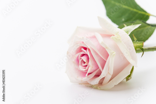 white and pink rose