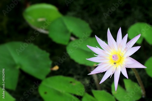 Purple lotus in the nature
