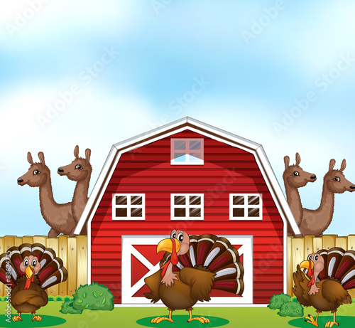 Farm animals
