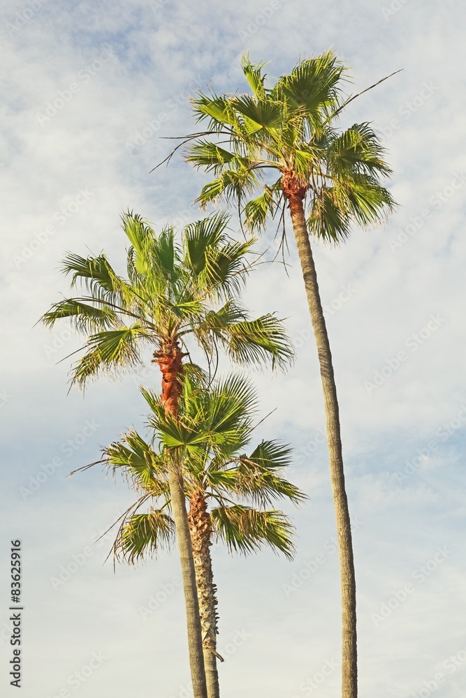 Fototapeta premium California Palm Trees