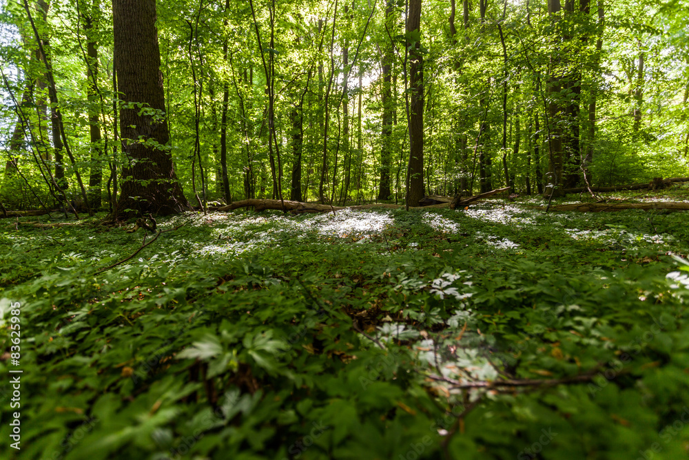 Fototapeta premium Wald Heiligendamm