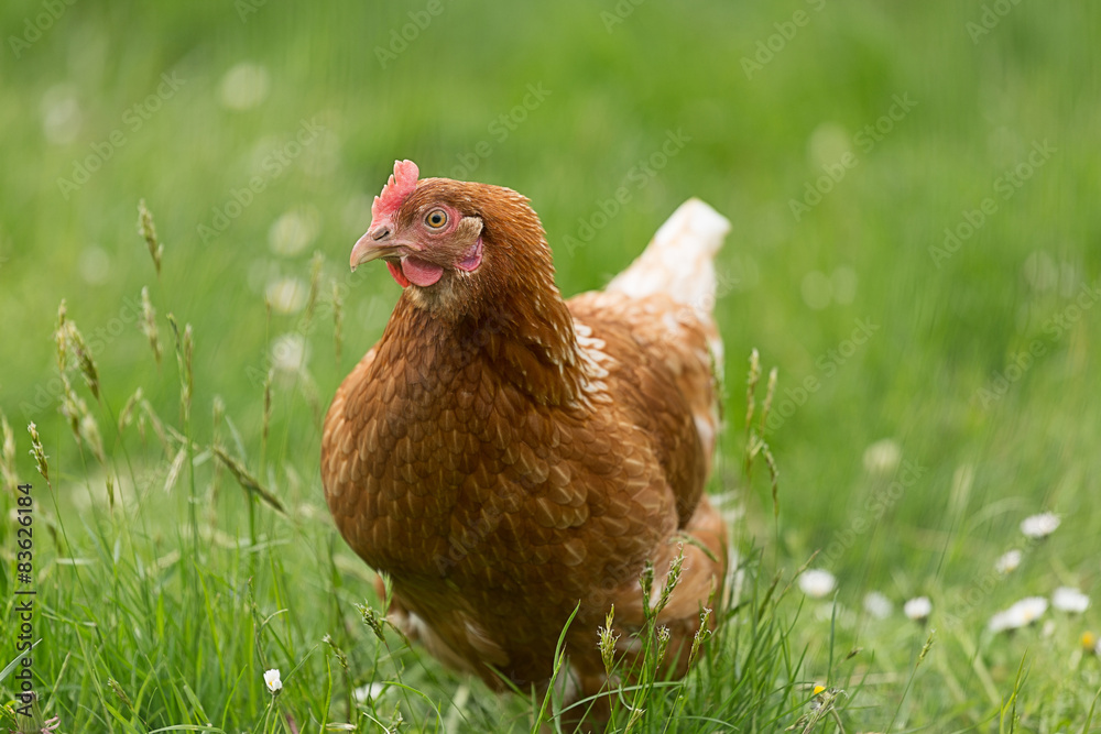 Fototapeta premium Aufmerksames Huhn