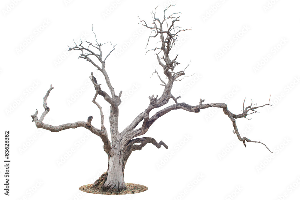 Obraz premium Dead tree isolated and white background