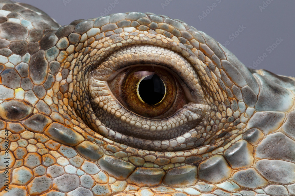 Fototapeta premium Zbliżenie Eye of Green Iguana