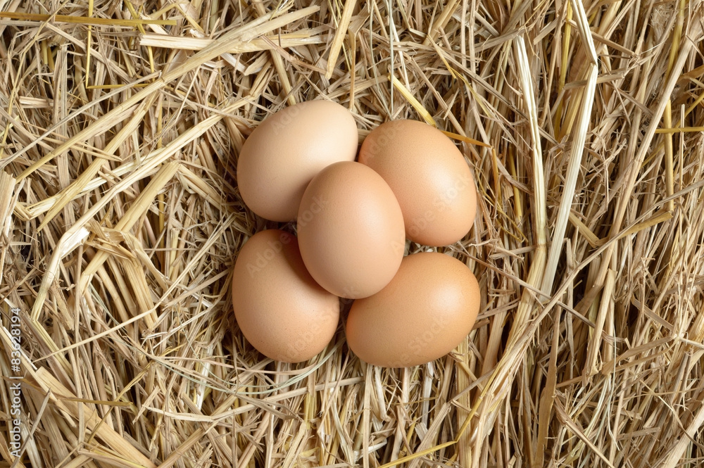 egg egg