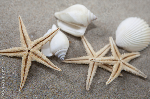 coquillage et étoile de mer sur le sable