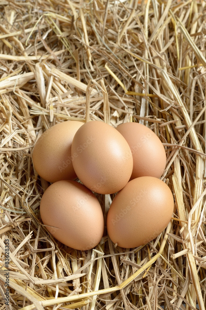 egg egg
