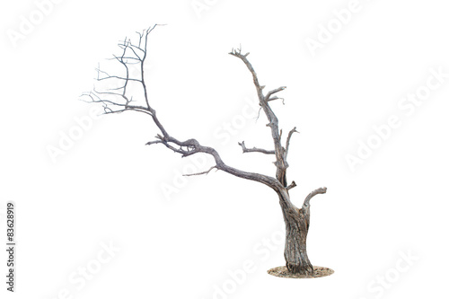 Dead tree isolated and white background