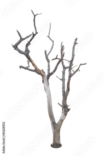 Dead tree isolated and white background
