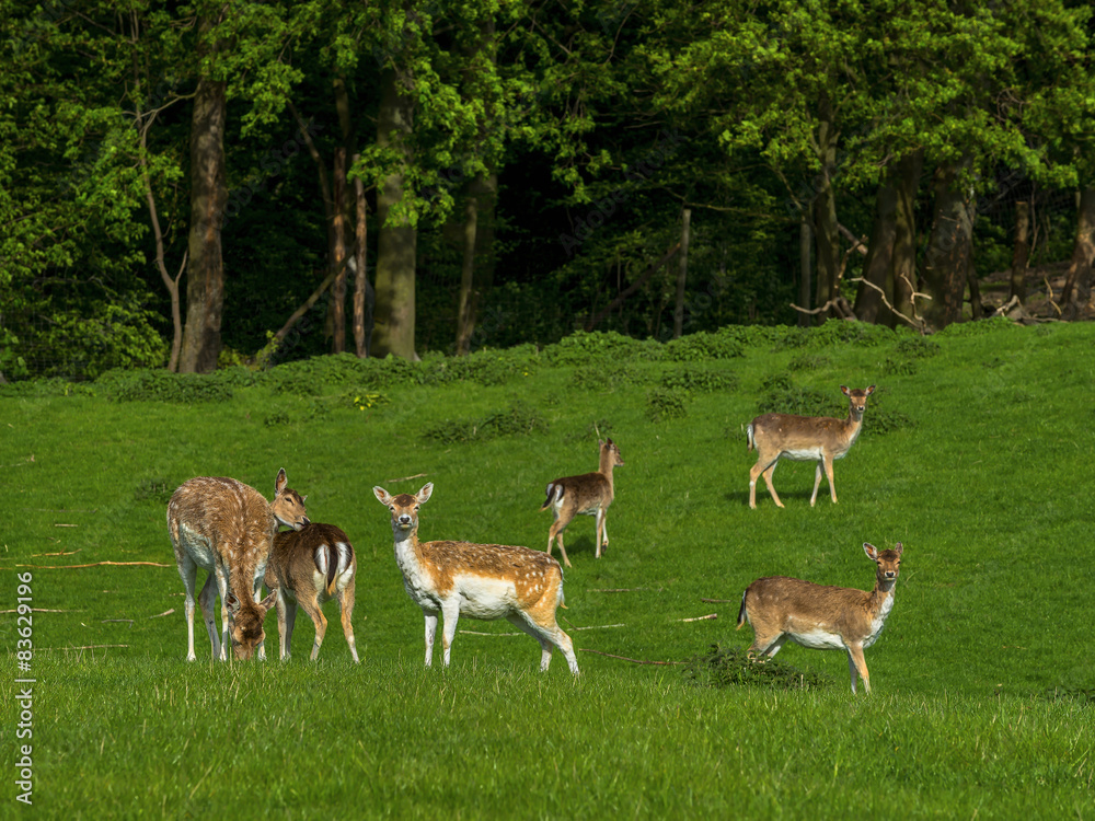 herd of fallow deer resting on a green meadow, Poland, Europe herd of fallow deer resting on a green meadow, Poland, Europe