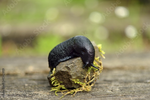 Black slug - Arion vulgaris - in it's natural environment