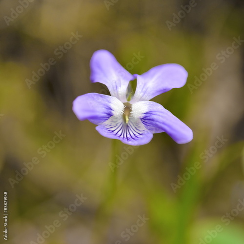 violets flowers blooming in spring meadow