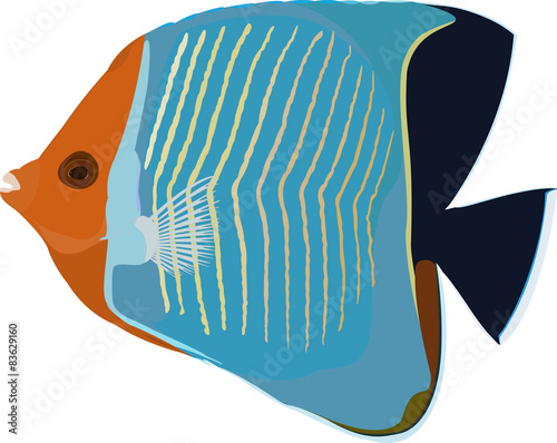 Vector Hooded butterflyfish photo