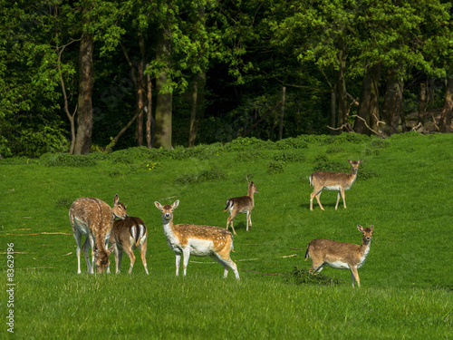 Fototapeta Naklejka Na Ścianę i Meble -  herd of fallow deer resting on a green meadow, Poland, Europe