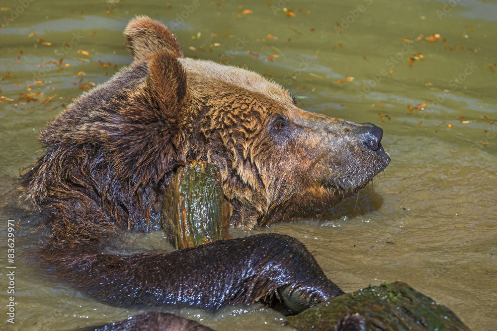 Fototapeta premium brown bear - Ursus arctos in water