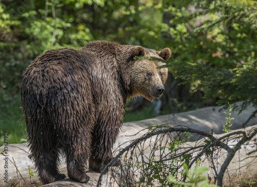 brown bear - Ursus arctos