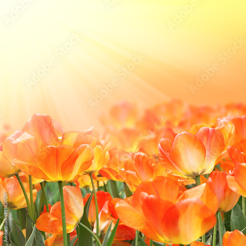 Fototapeta Naklejka Na Ścianę i Meble -  Beautiful orange tulips on a sunny day