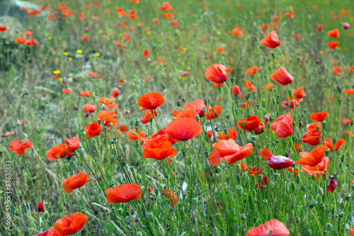 Field of red poppies