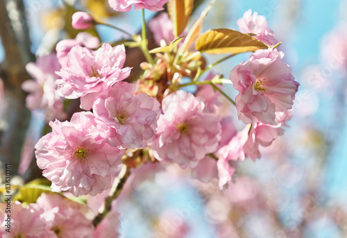 Sakura flowers © Mny-Jhee