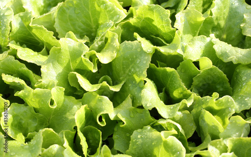 background of green salad photo