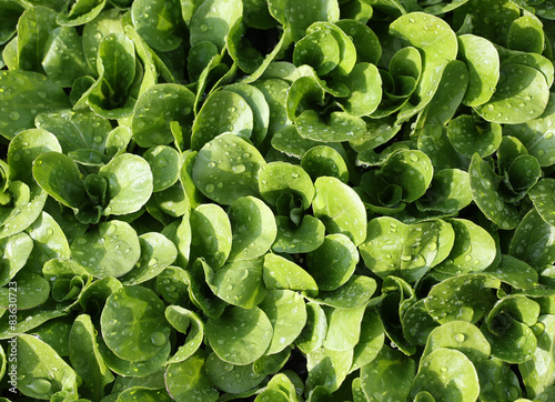 green fresh  salad in the garden photo