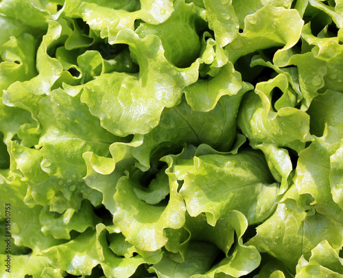 background of fresh green salad photo