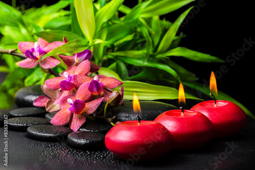 beautiful spa concept of blooming twig red orchid flower  phalae