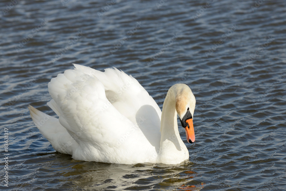 Obraz premium swan swimming on the lake