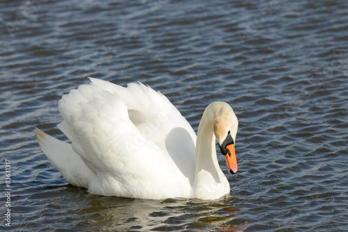 swan swimming on the lake