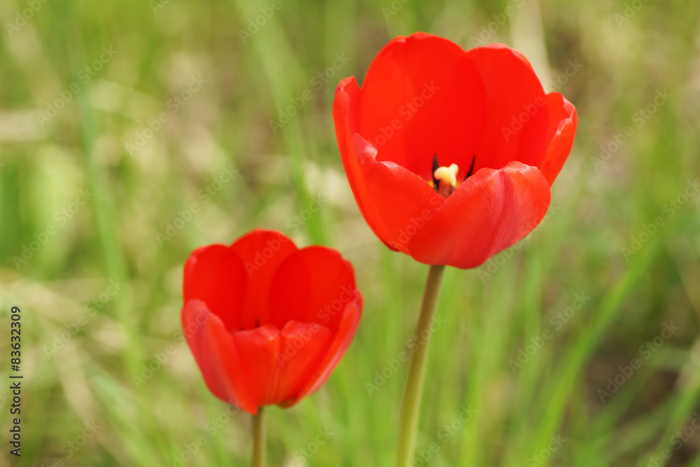 Red tulips in the garden.
