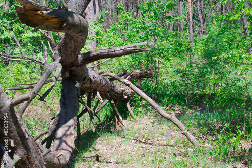 Broken dry tree in the forest