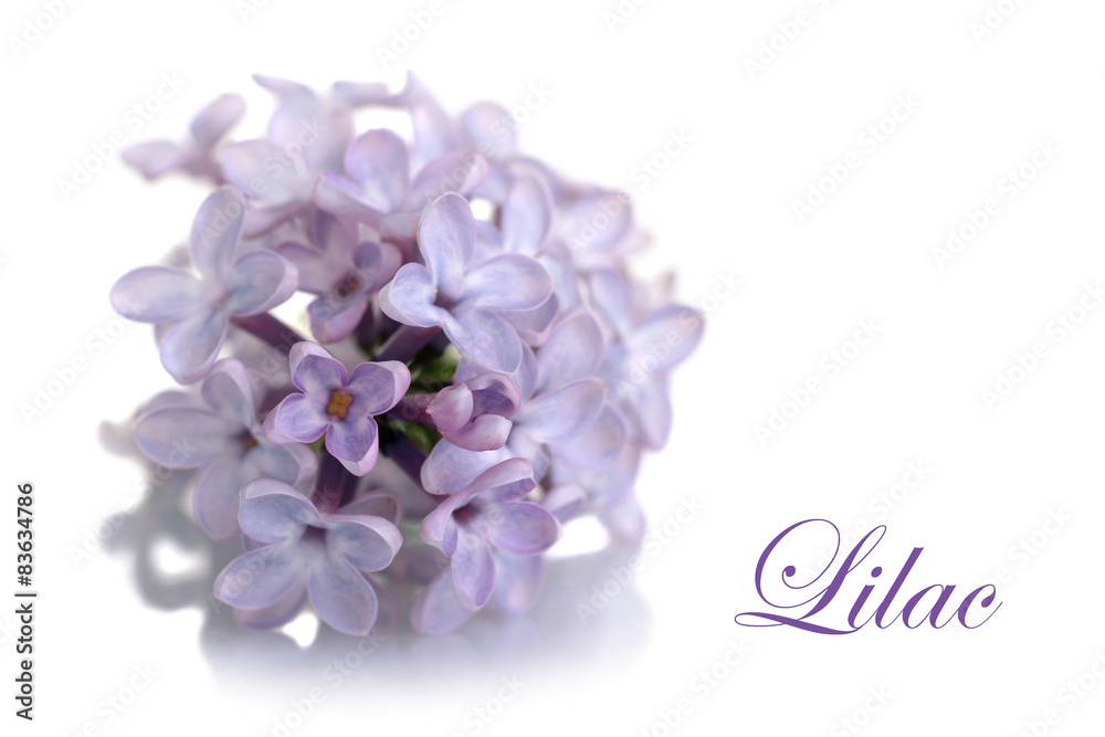lilac flowers isolated on white background