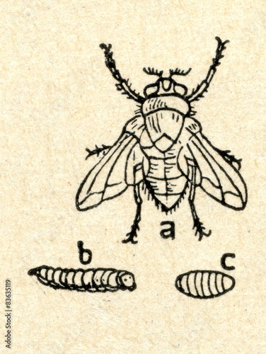 Blow fly (Calliphoridae)