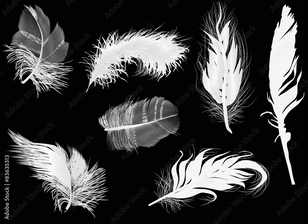 Obraz premium seven light feathers isolated on black