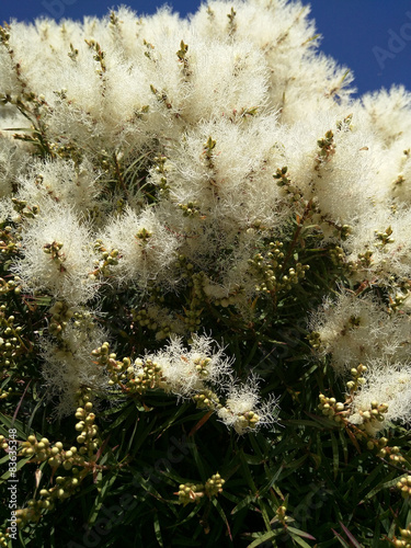 Narrow-leaved paperbark photo