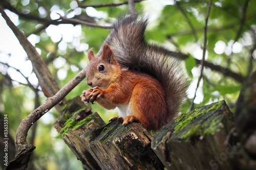 Forest squirrel gnaws a nut.  Лесная белка грызет орех. © Petrova-Apostolova