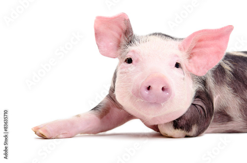 Portrait of the charming little pig