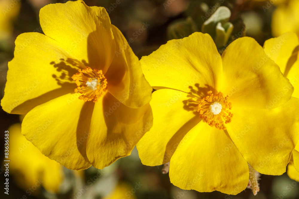 Flores amarillas de Chaguazo. Halimium lasianthum alyssoides.
Flores amarillas de Chaguazo. Halimium lasianthum alyssoides.